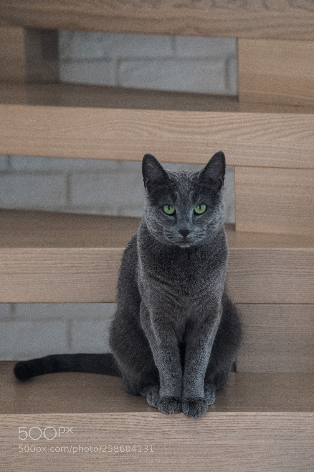 Nikon D750 sample photo. Cat 19.5.2018 photography