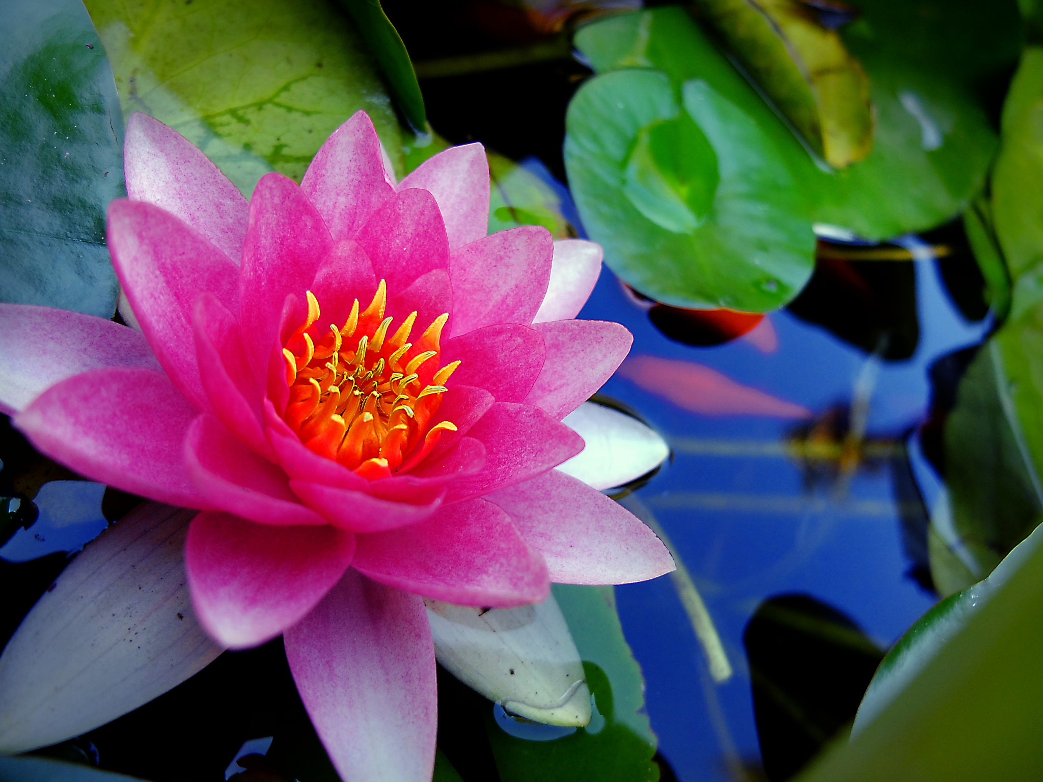 Fujifilm X20 sample photo. Nenufar photography