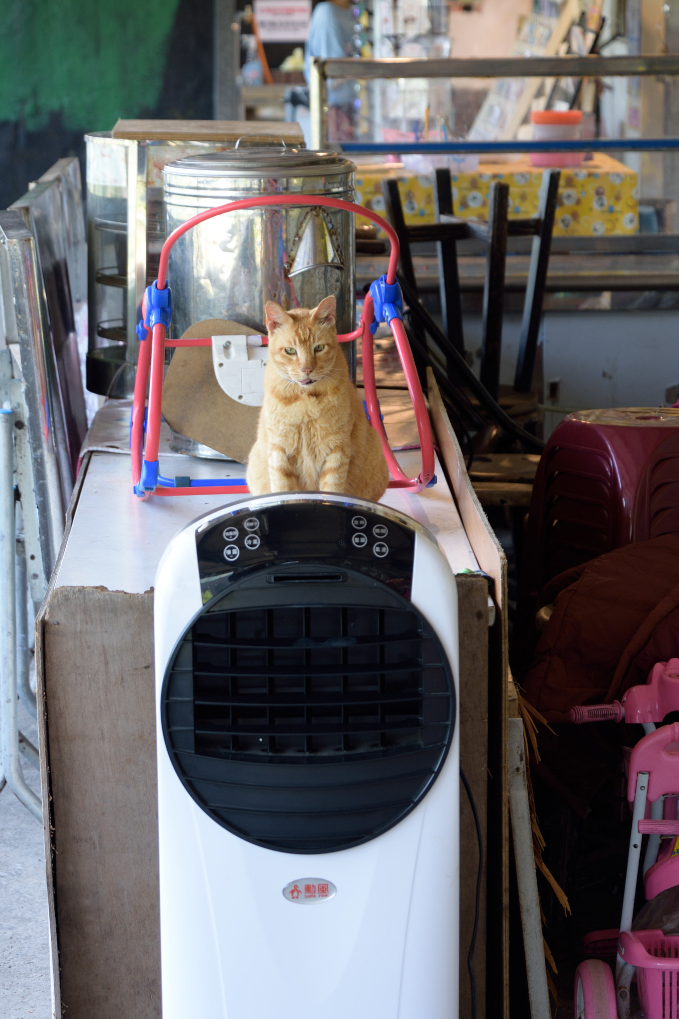 Nikon D7200 sample photo. 猫 photography