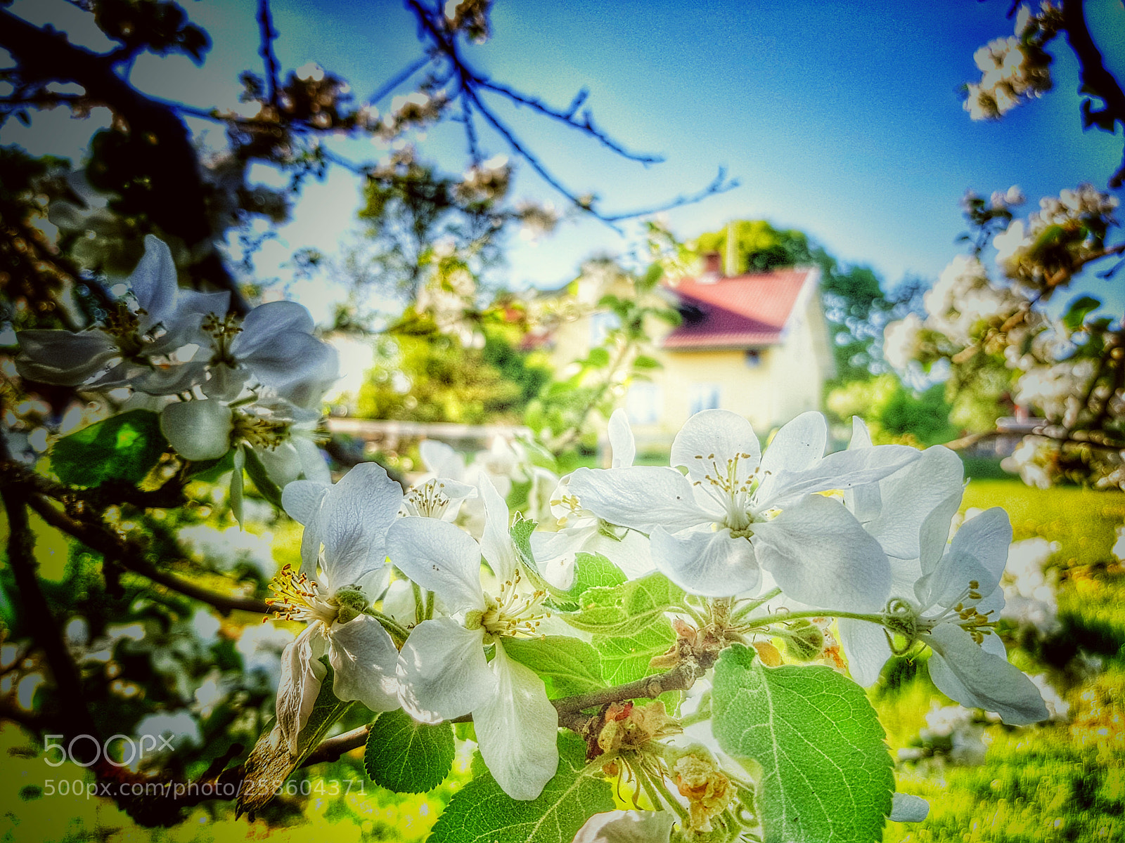 Samsung Galaxy S8 sample photo. Appletree in bloom photography