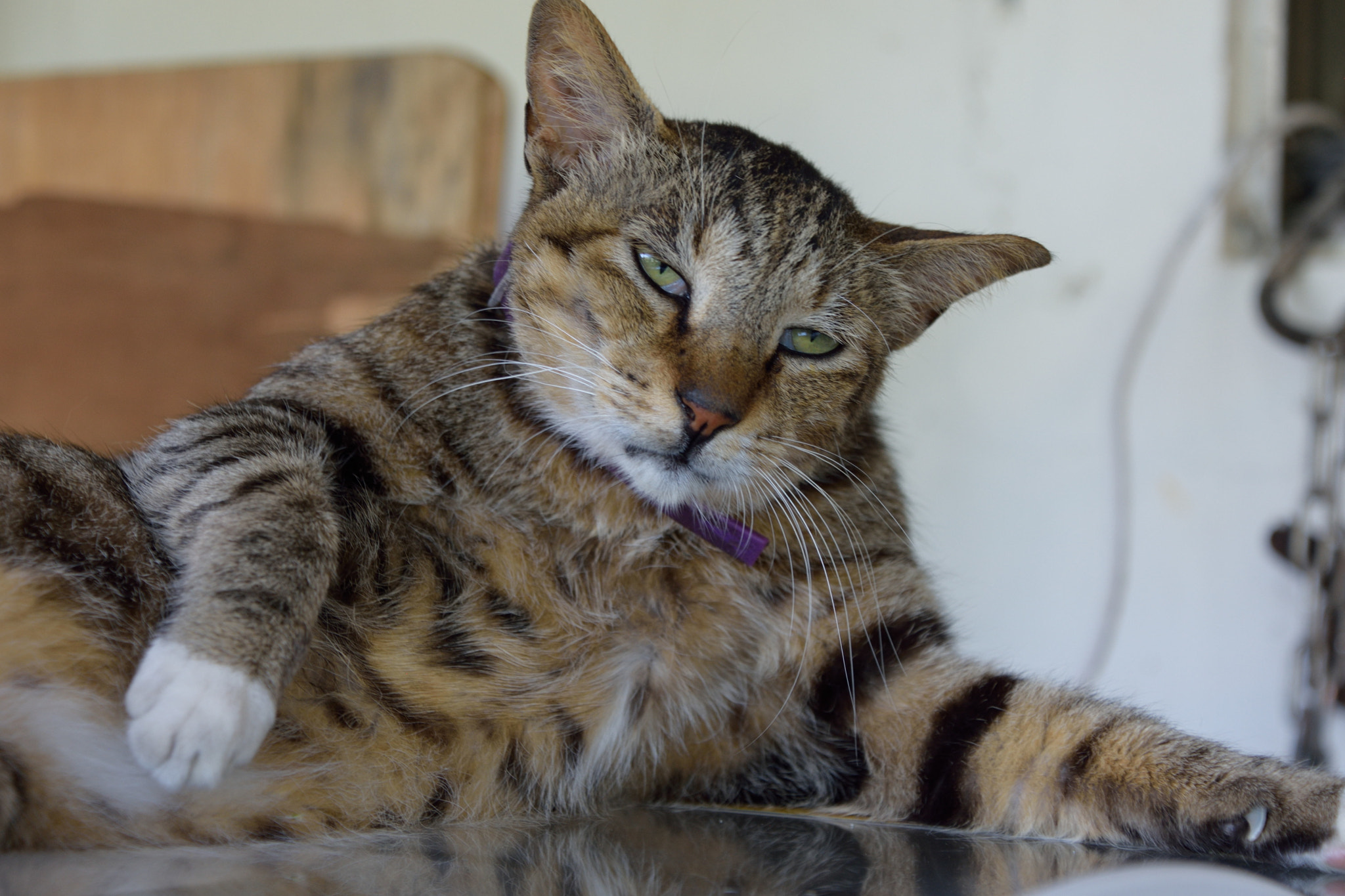 Nikon D7200 sample photo. 猫 photography