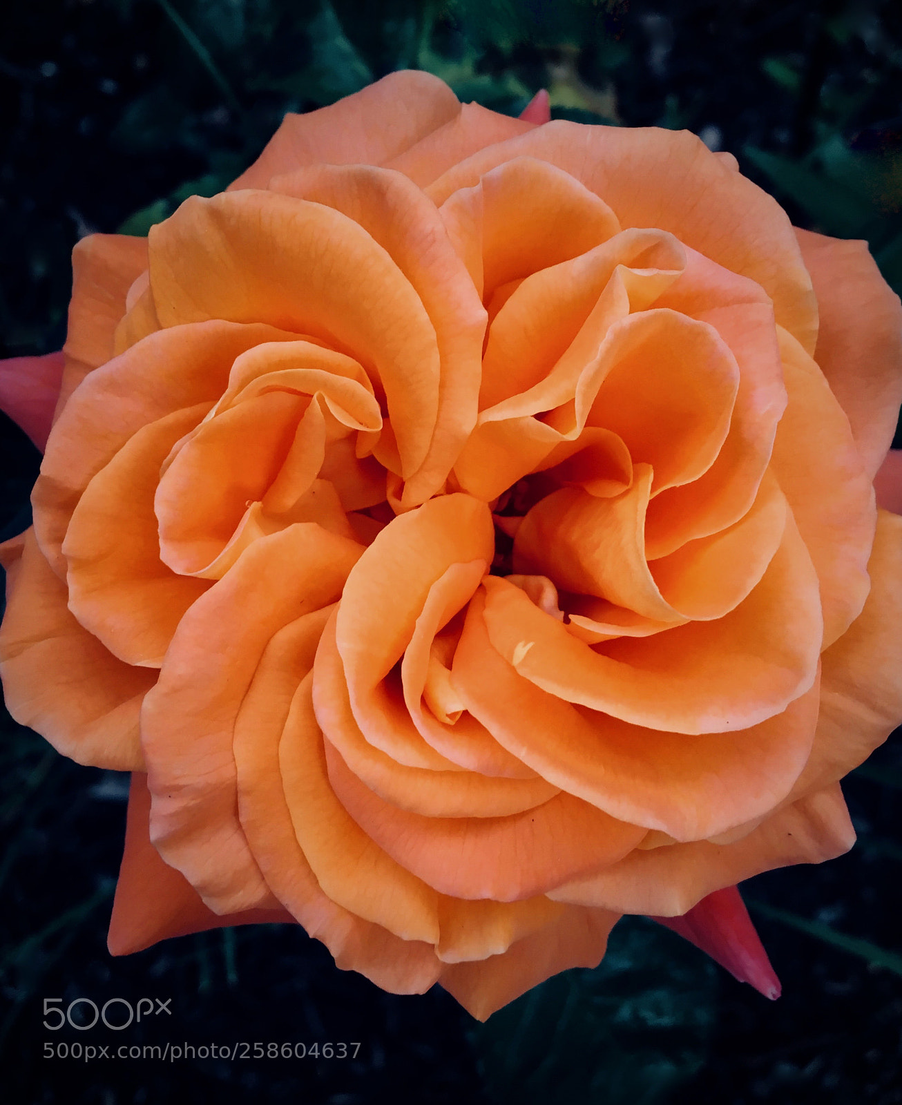 Apple iPhone SE sample photo. First rose photography