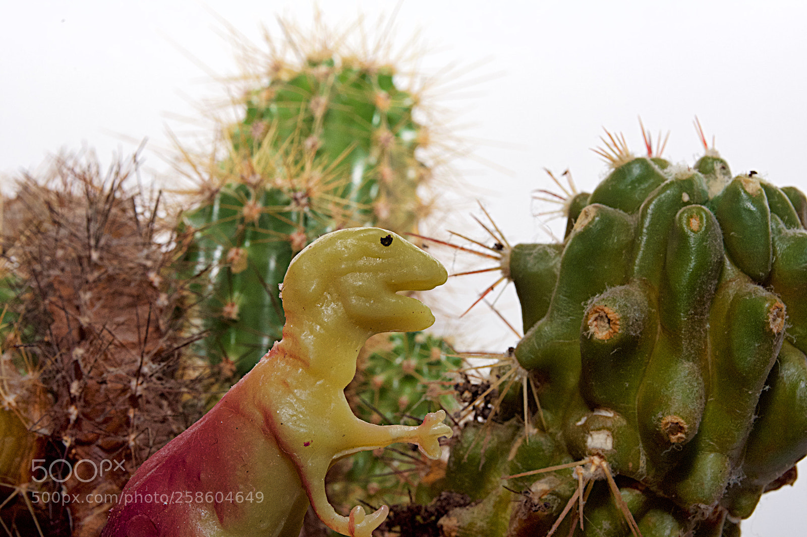 Nikon D7200 sample photo. Trex photography