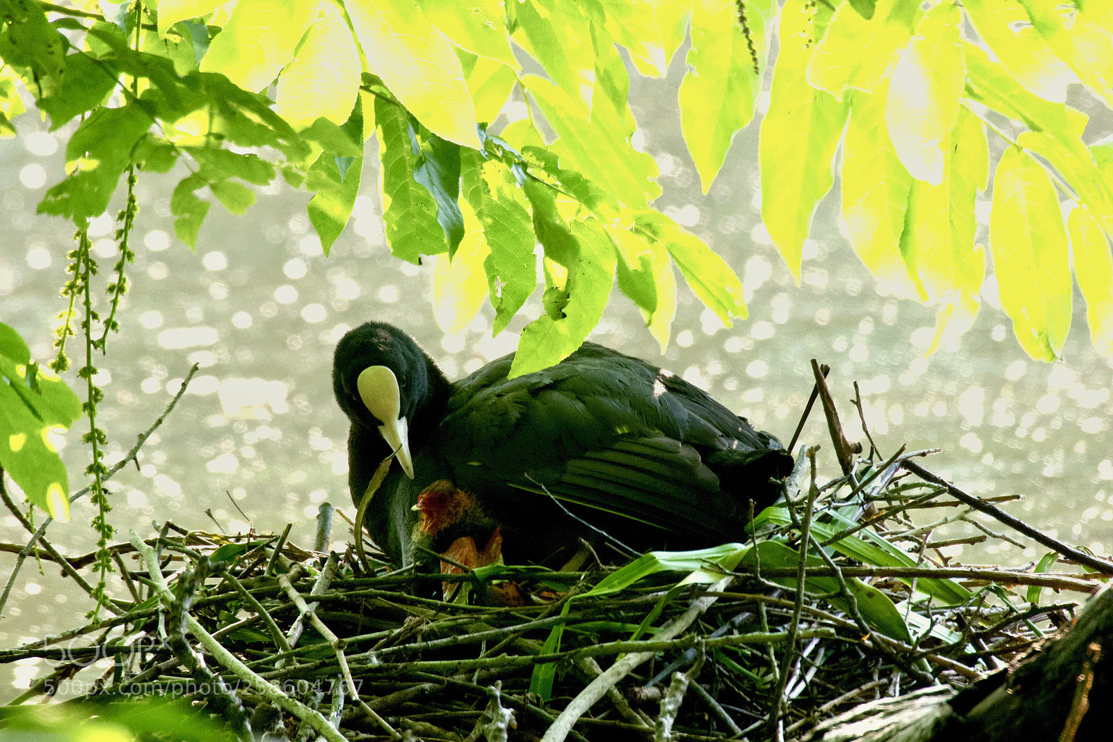 Canon EOS 550D (EOS Rebel T2i / EOS Kiss X4) sample photo. Mother and kid photography