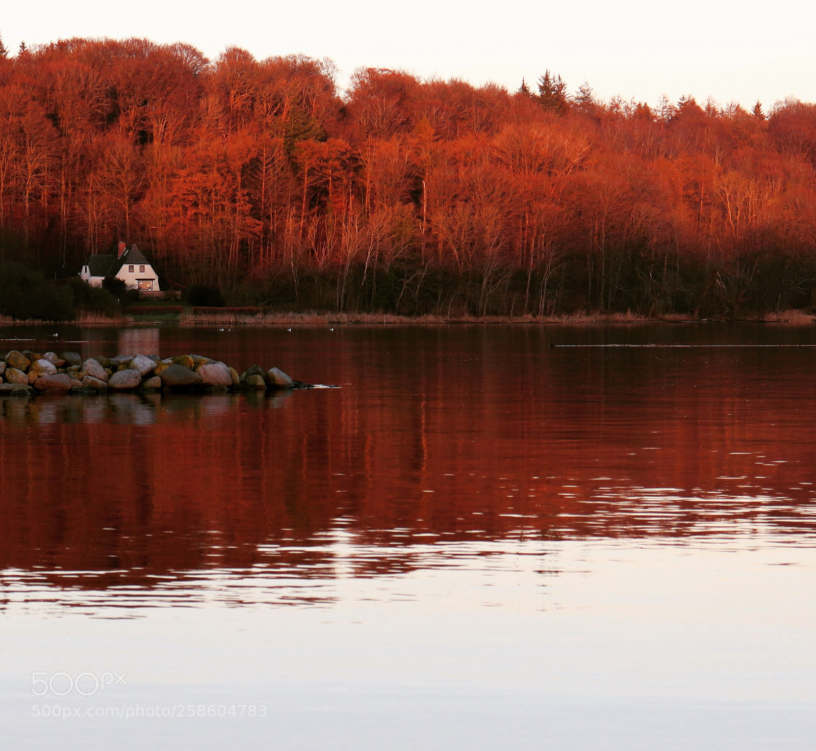 Canon EOS 200D (EOS Rebel SL2 / EOS Kiss X9) sample photo. Red forest  photography