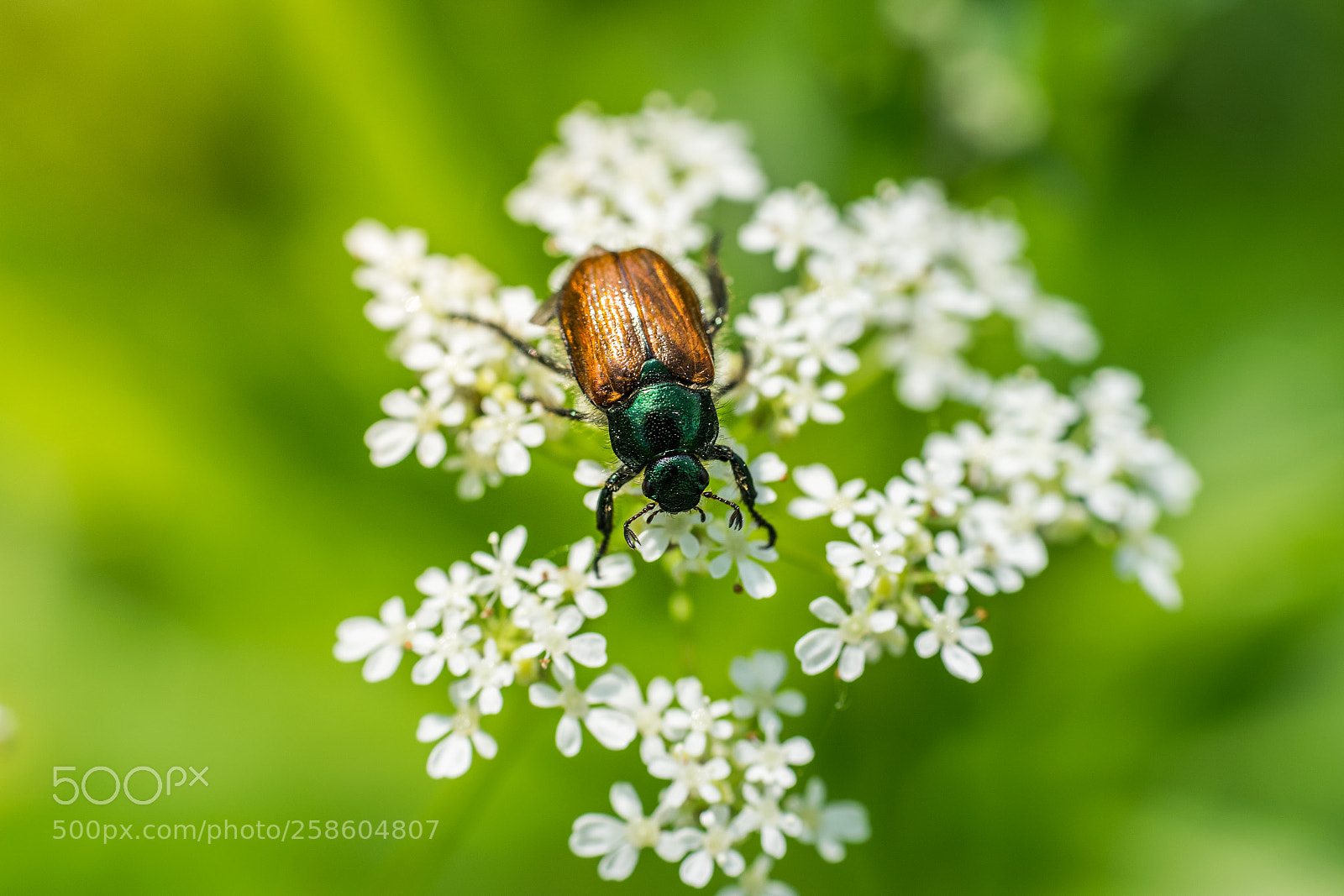 Nikon D3300 sample photo. Bug photography