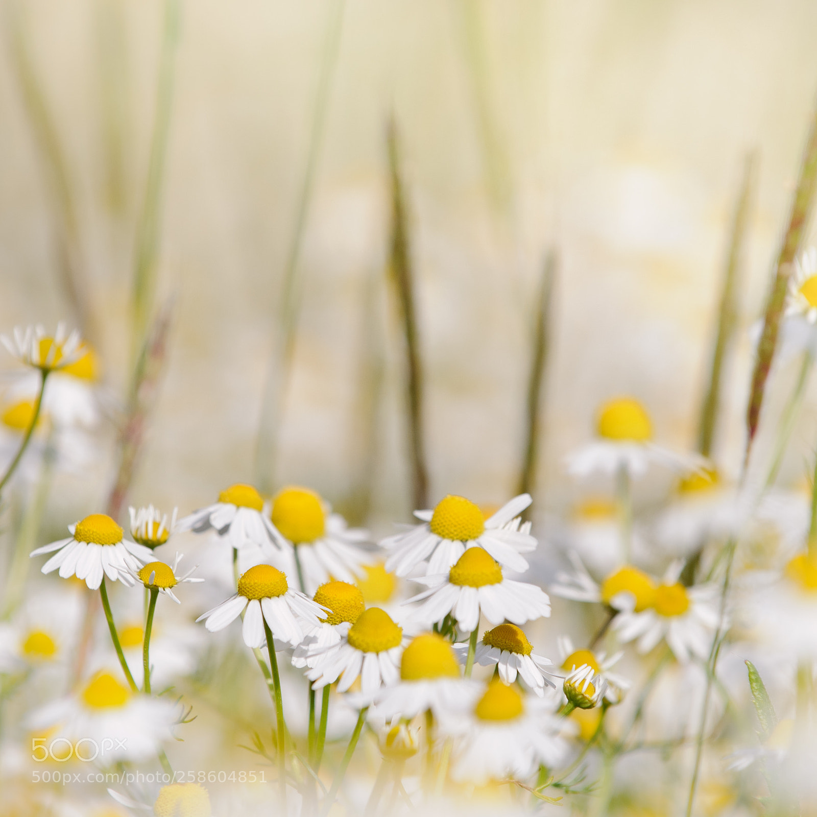 Nikon D300 sample photo. Camomile meadow photography