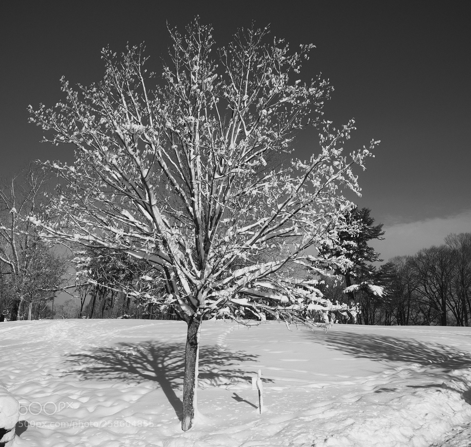 Sony a6300 sample photo. Last snow storm photography
