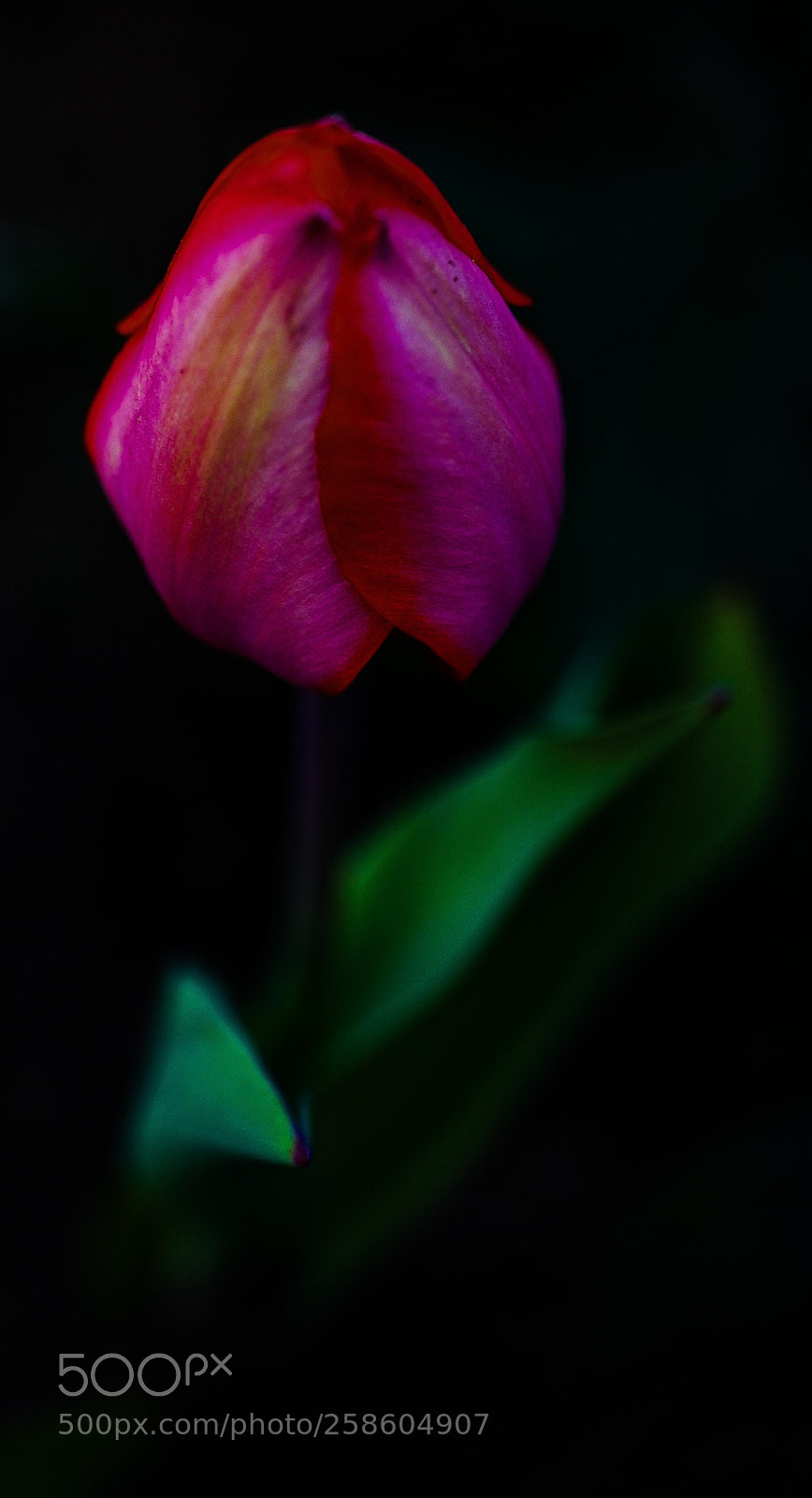 Sony a7 II sample photo. Red tulip photography