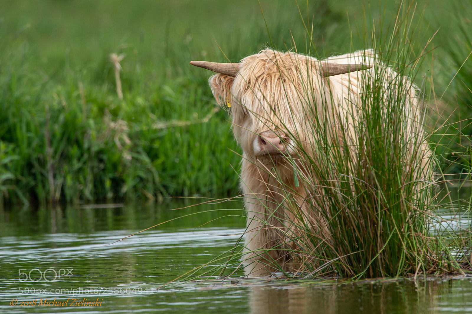 Nikon D4S sample photo. Schottisches hochlandrind (bos taurus) photography