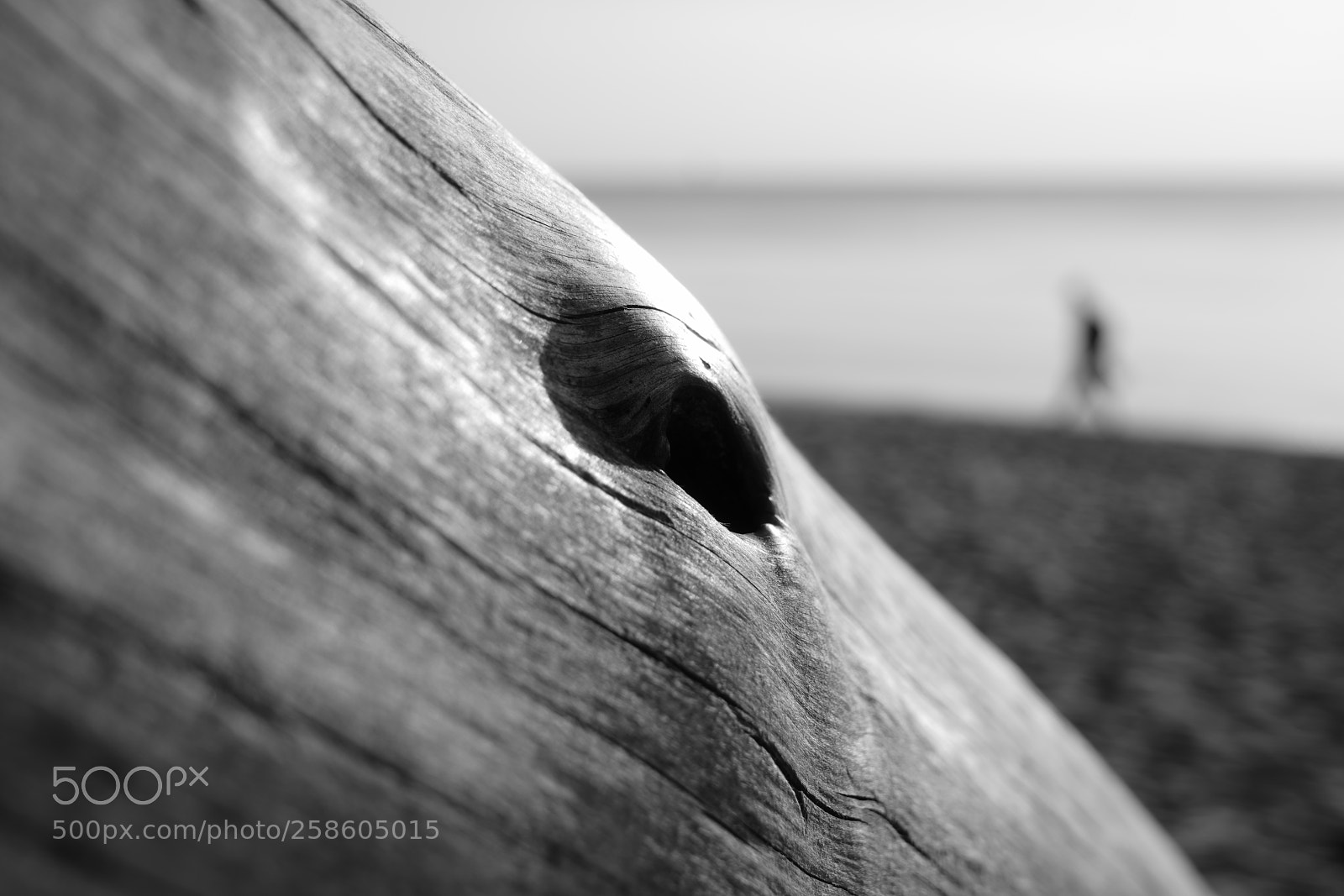 Sony a7R III sample photo. Knothole & baltic sea photography