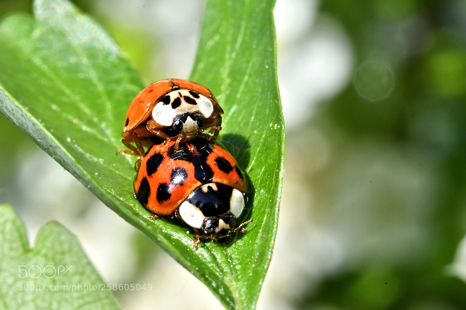 Nikon D500 sample photo. Untitled photography