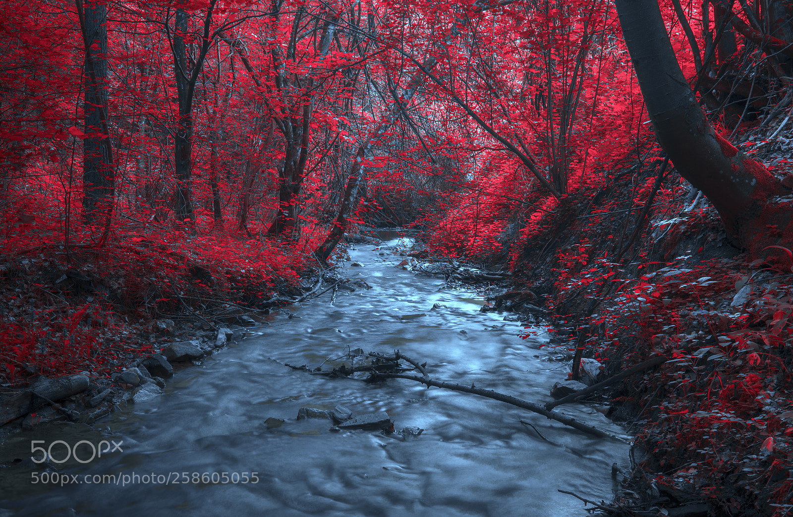 Nikon D610 sample photo. Forest stream photography