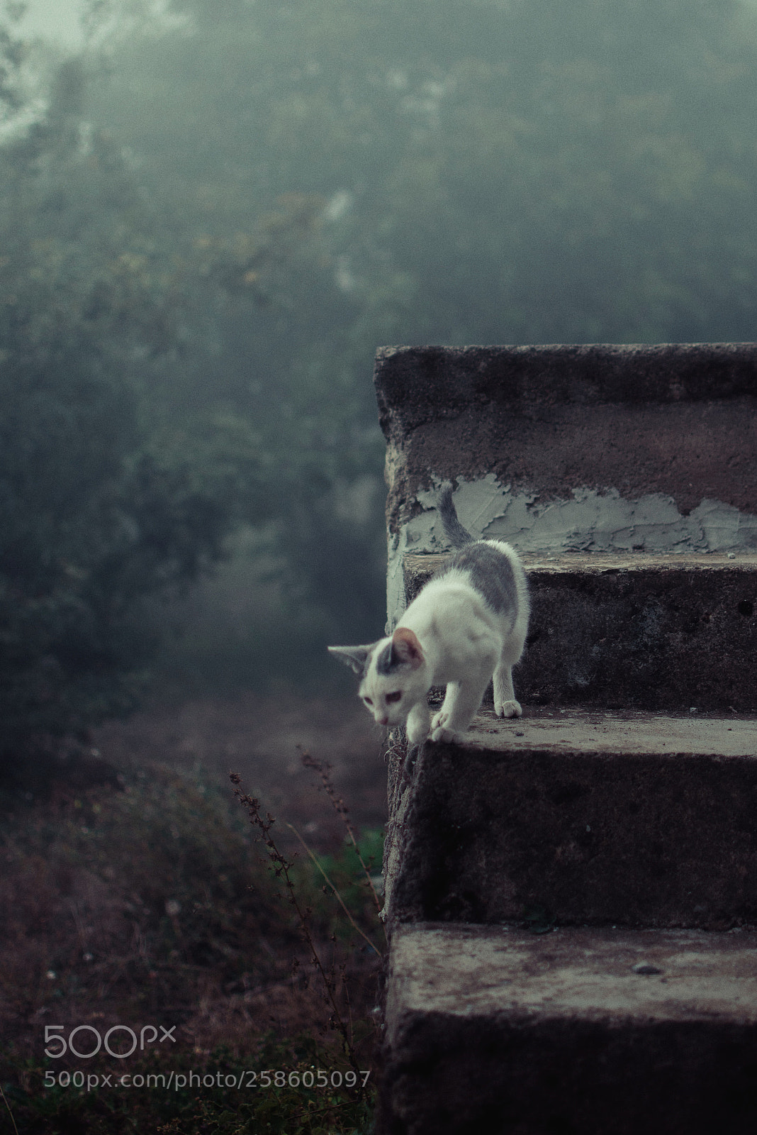 Nikon D5500 sample photo. Untitled photography