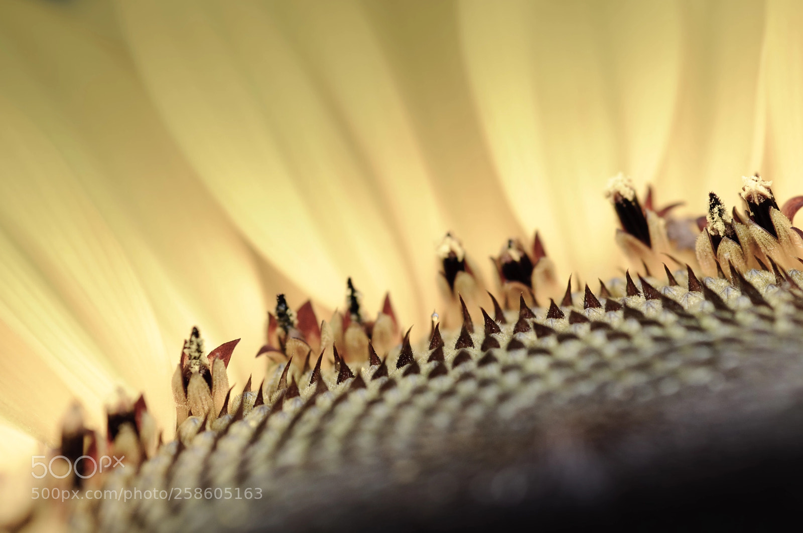Nikon D300 sample photo. Sun flower photography