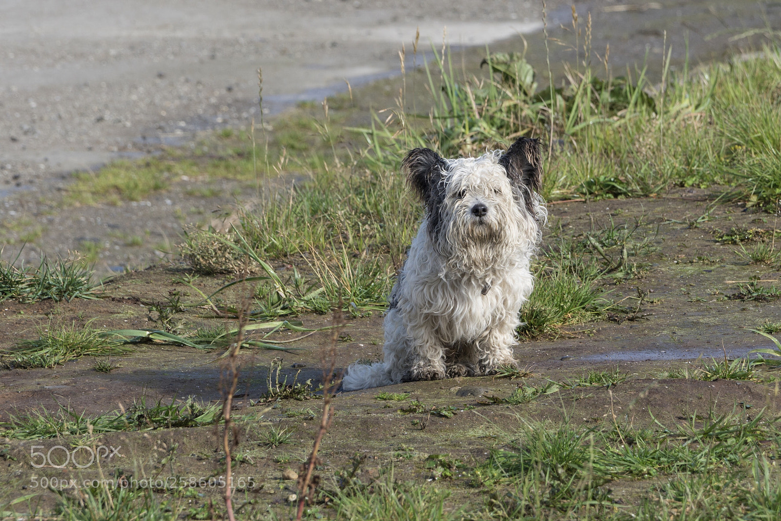 Sony a7R II sample photo. Bering island photography