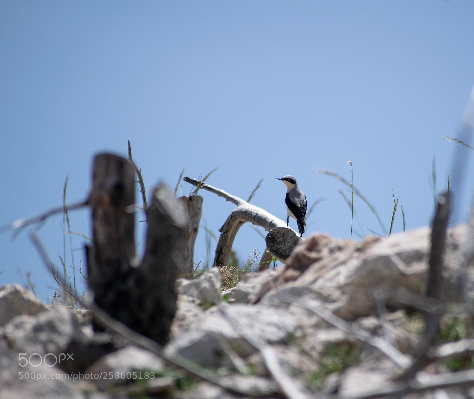 Nikon D3300 sample photo. Male black-eared wheatear . photography