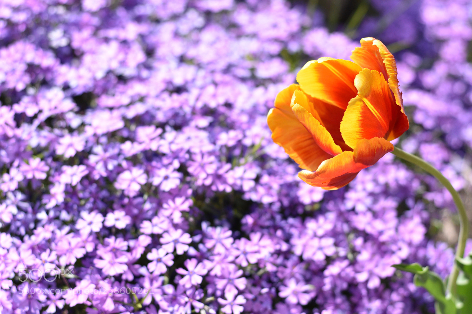 Nikon D3400 sample photo. Color contrasting flowers photography