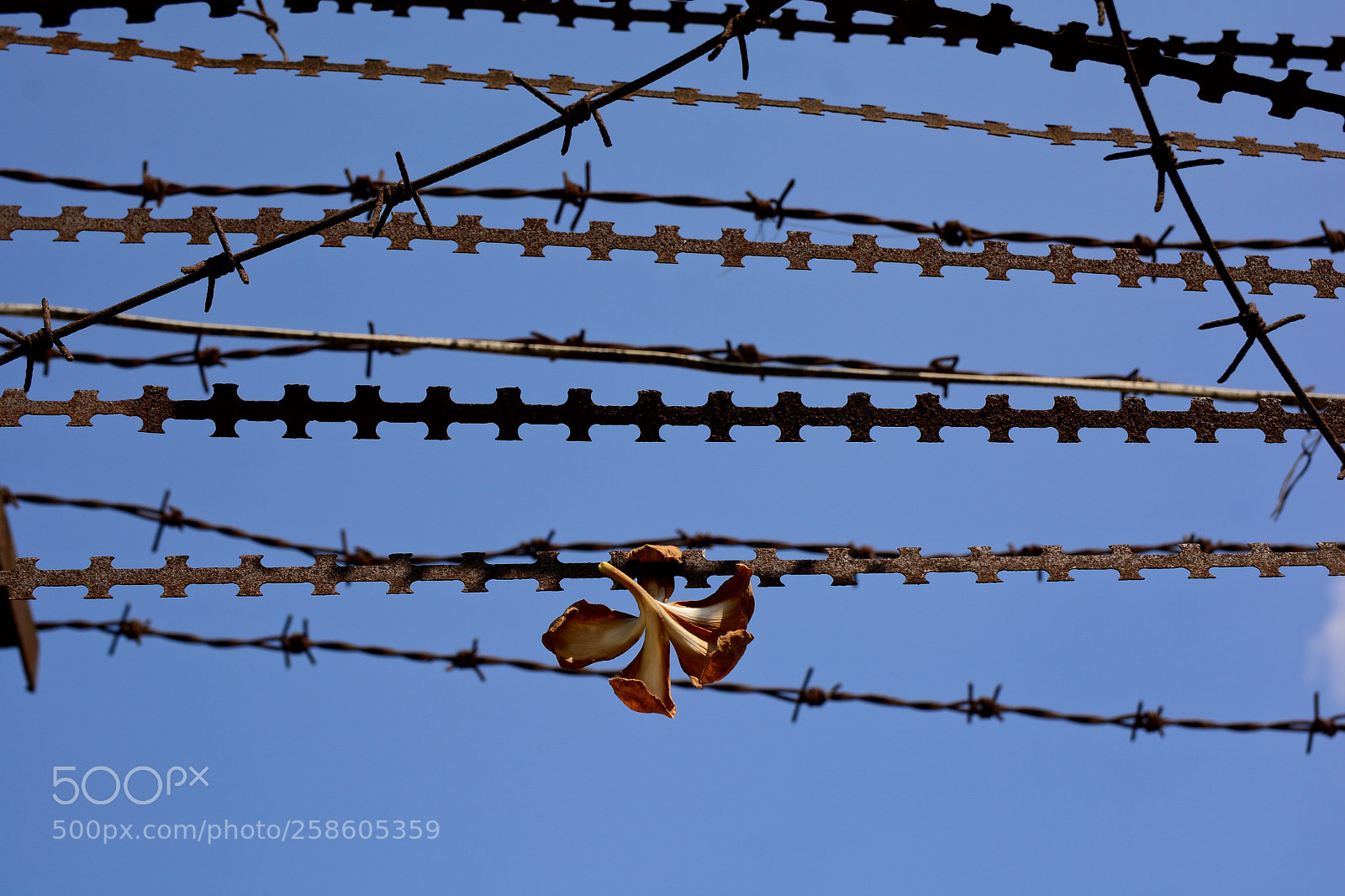 Nikon D5200 sample photo. Trapped photography