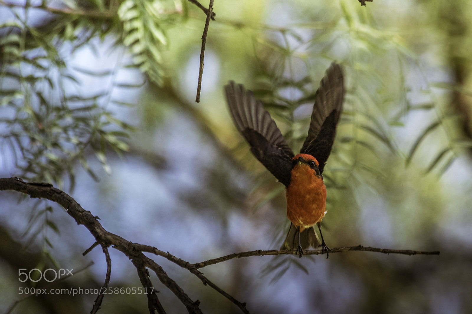 Canon EOS 7D Mark II sample photo. Cardenal mosquero photography