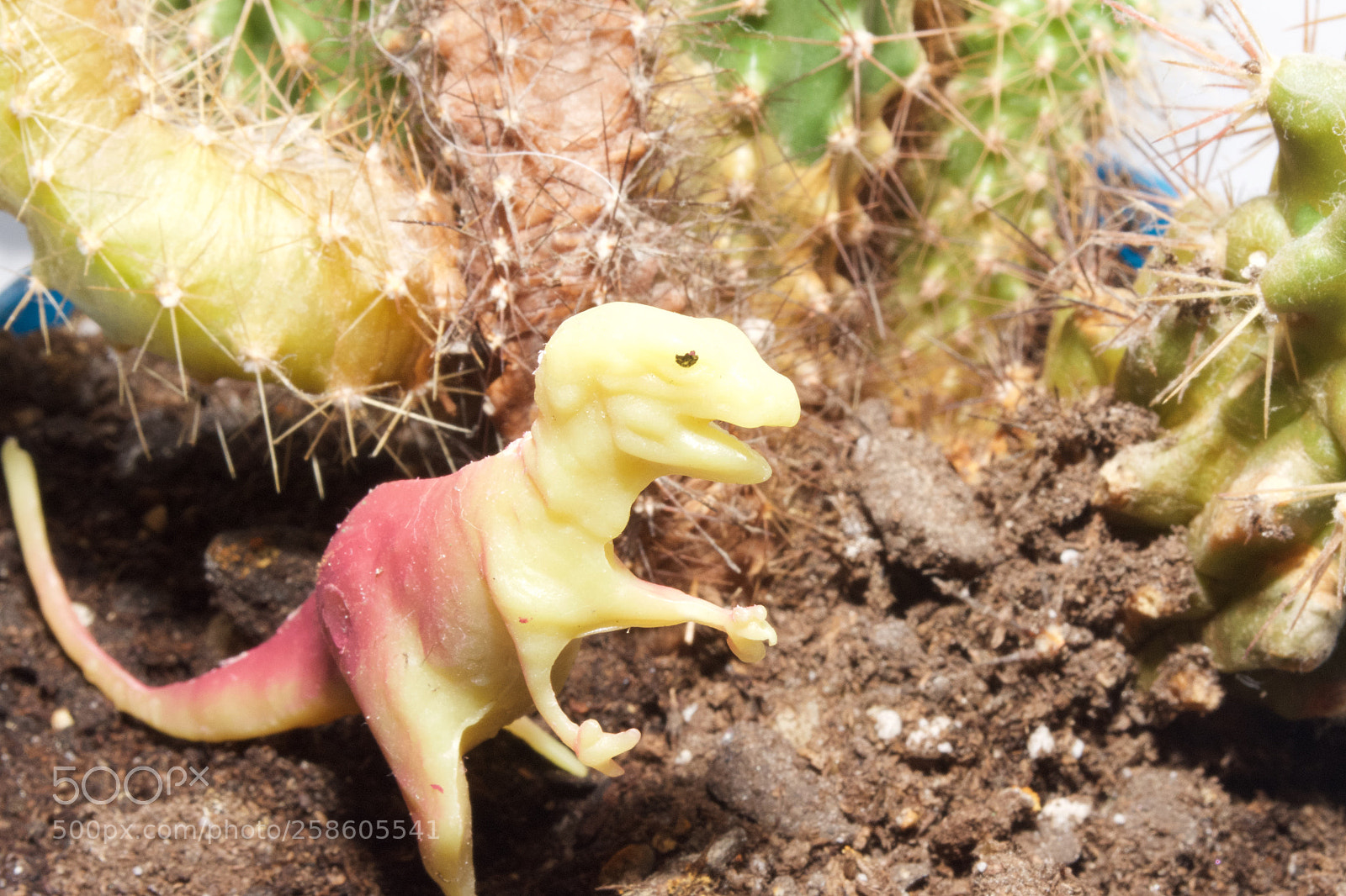 Nikon D7200 sample photo. Trex2 photography