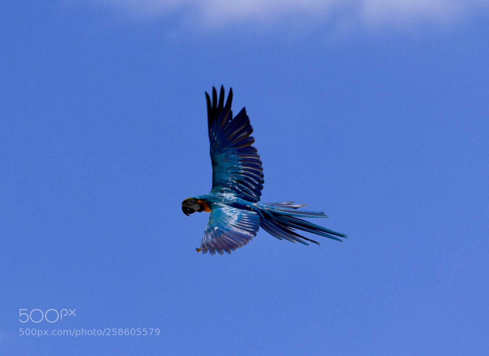 Canon EOS 80D sample photo. Blue macaw flying  photography