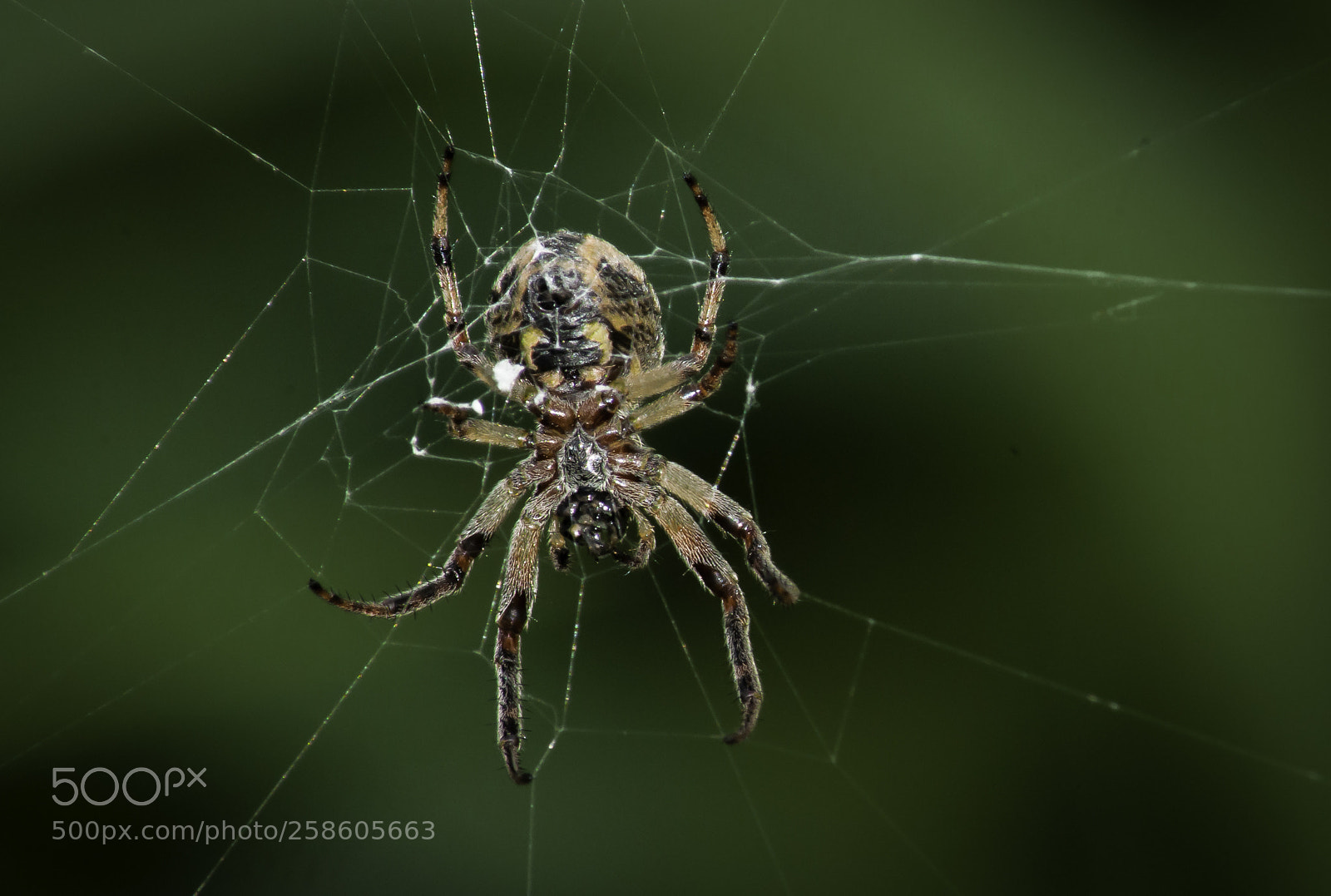 Nikon D5000 sample photo. Spider reversed photography