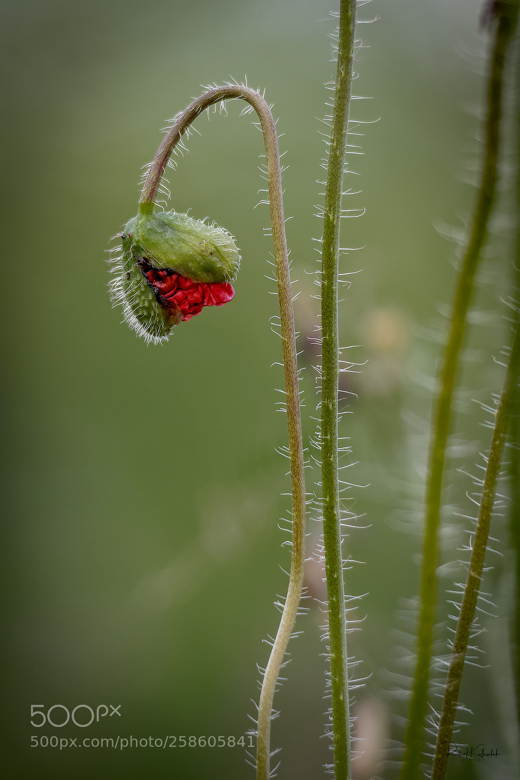Olympus OM-D E-M1 sample photo. Neues leben photography