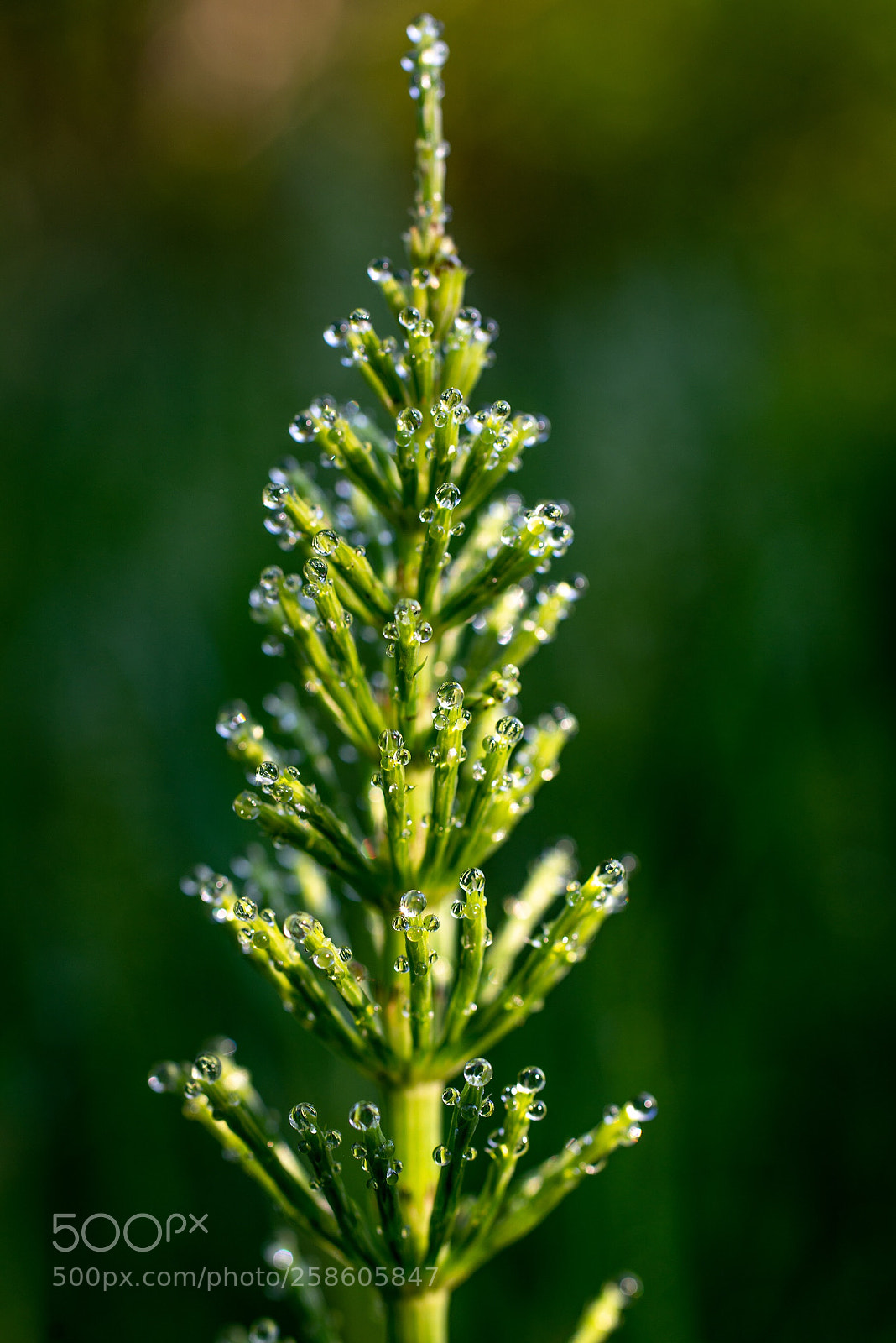 Nikon D800 sample photo. Dew photography