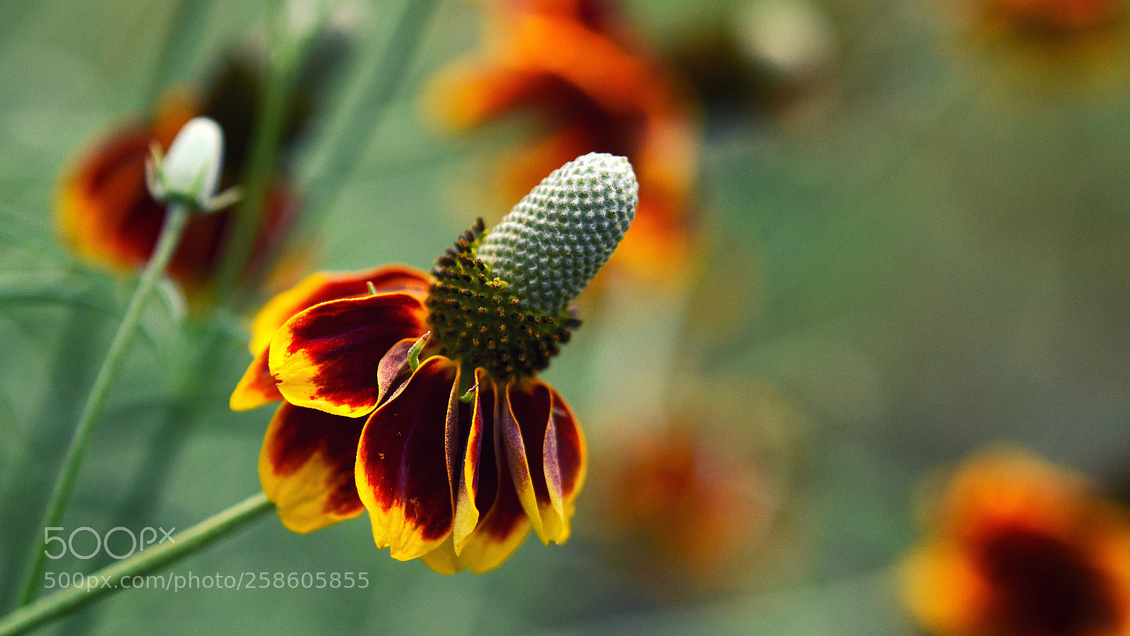 Nikon D7000 sample photo. --- photography