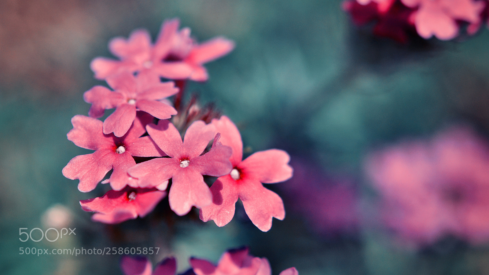 Nikon D7000 sample photo. --- photography