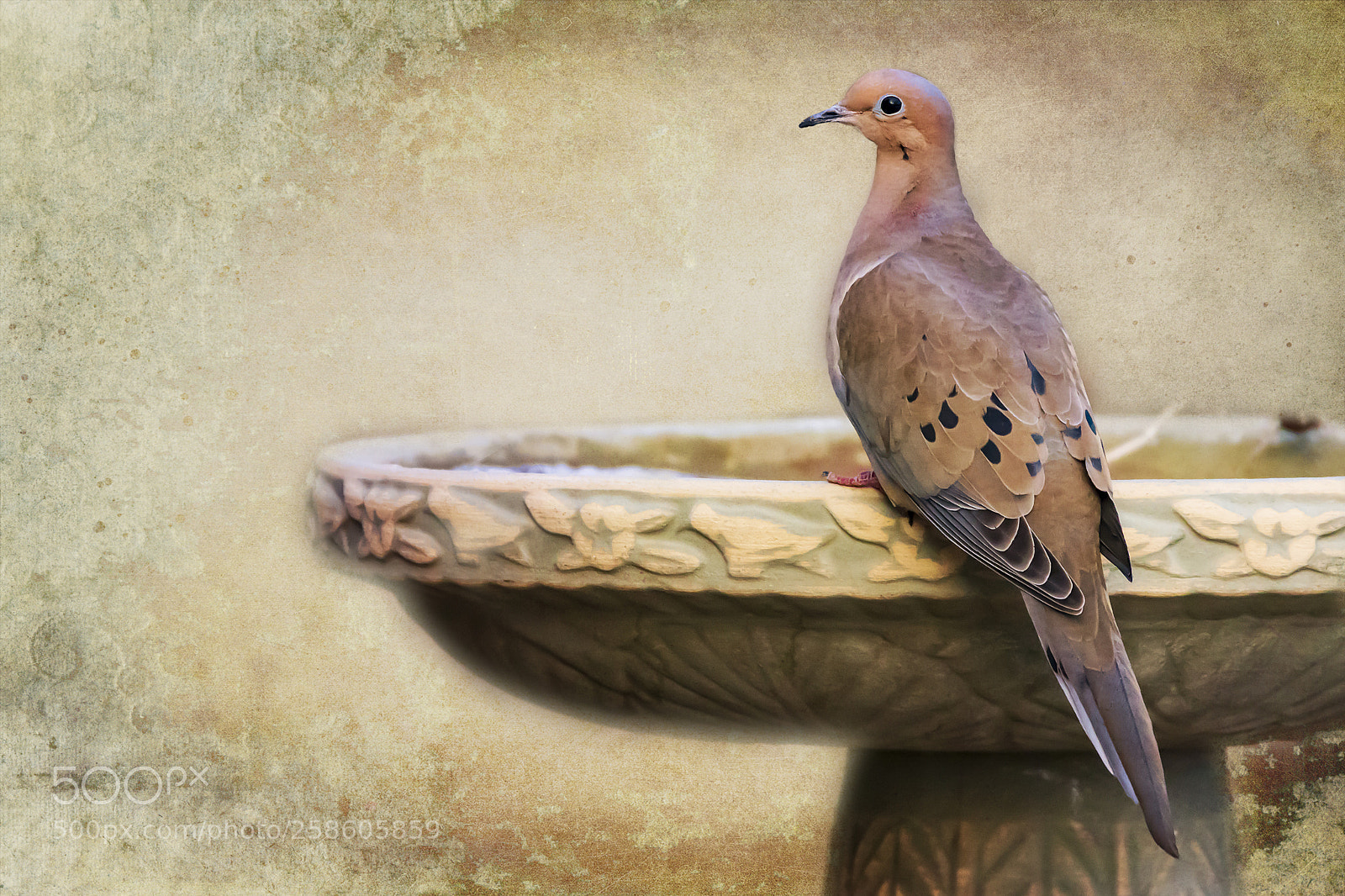Canon EOS 80D sample photo. Morning dove bird bath photography