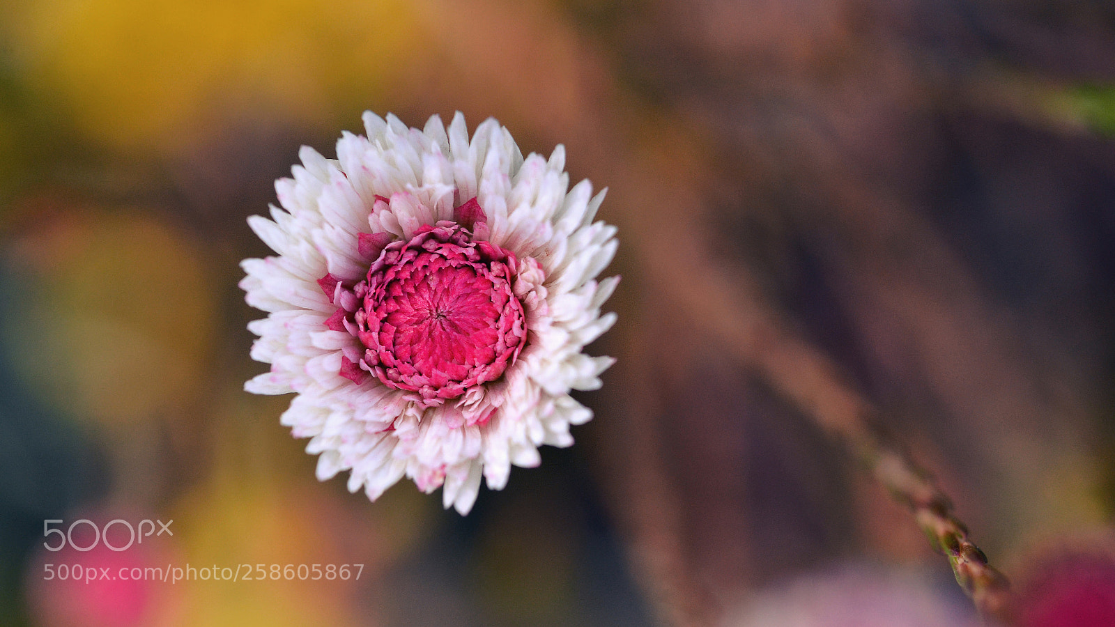 Nikon D7000 sample photo. --- photography