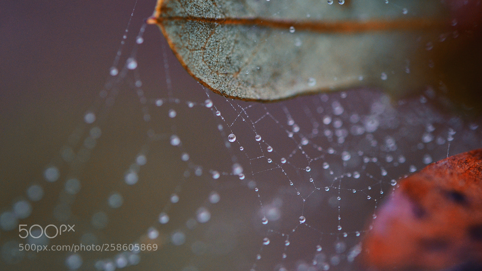 Nikon D7000 sample photo. --- photography