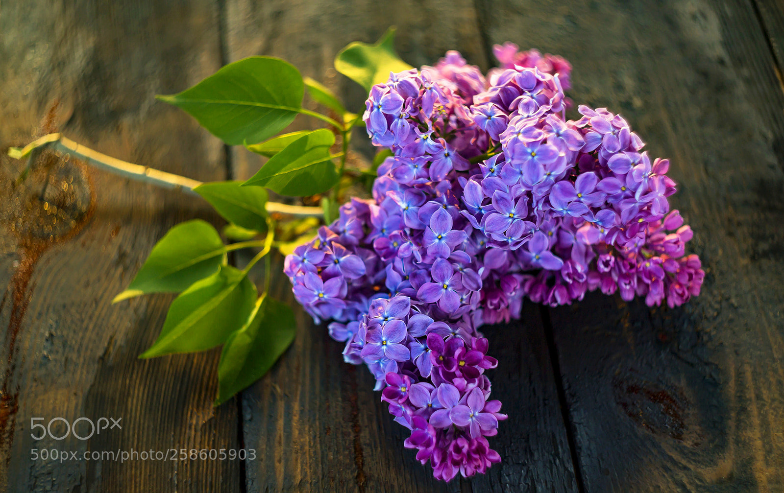 Canon EOS 6D sample photo. Lilac branch in the photography