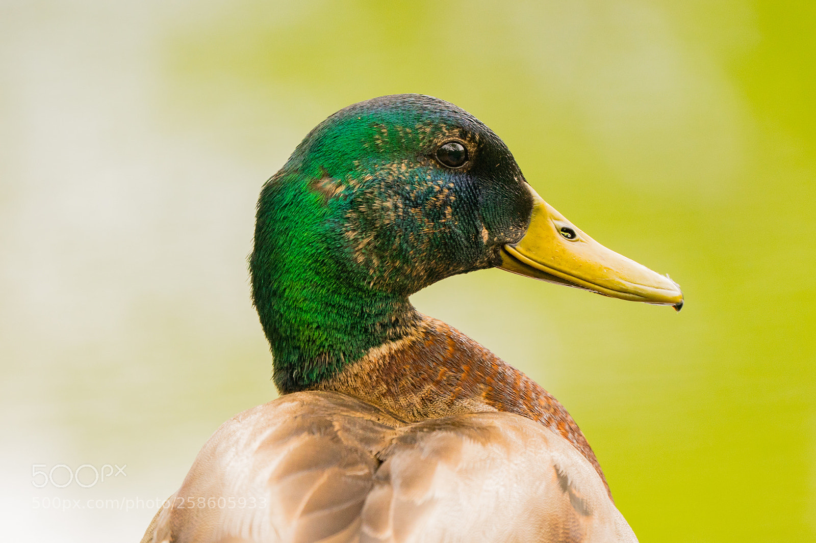 Sony a6300 sample photo. Mallard headshot photography