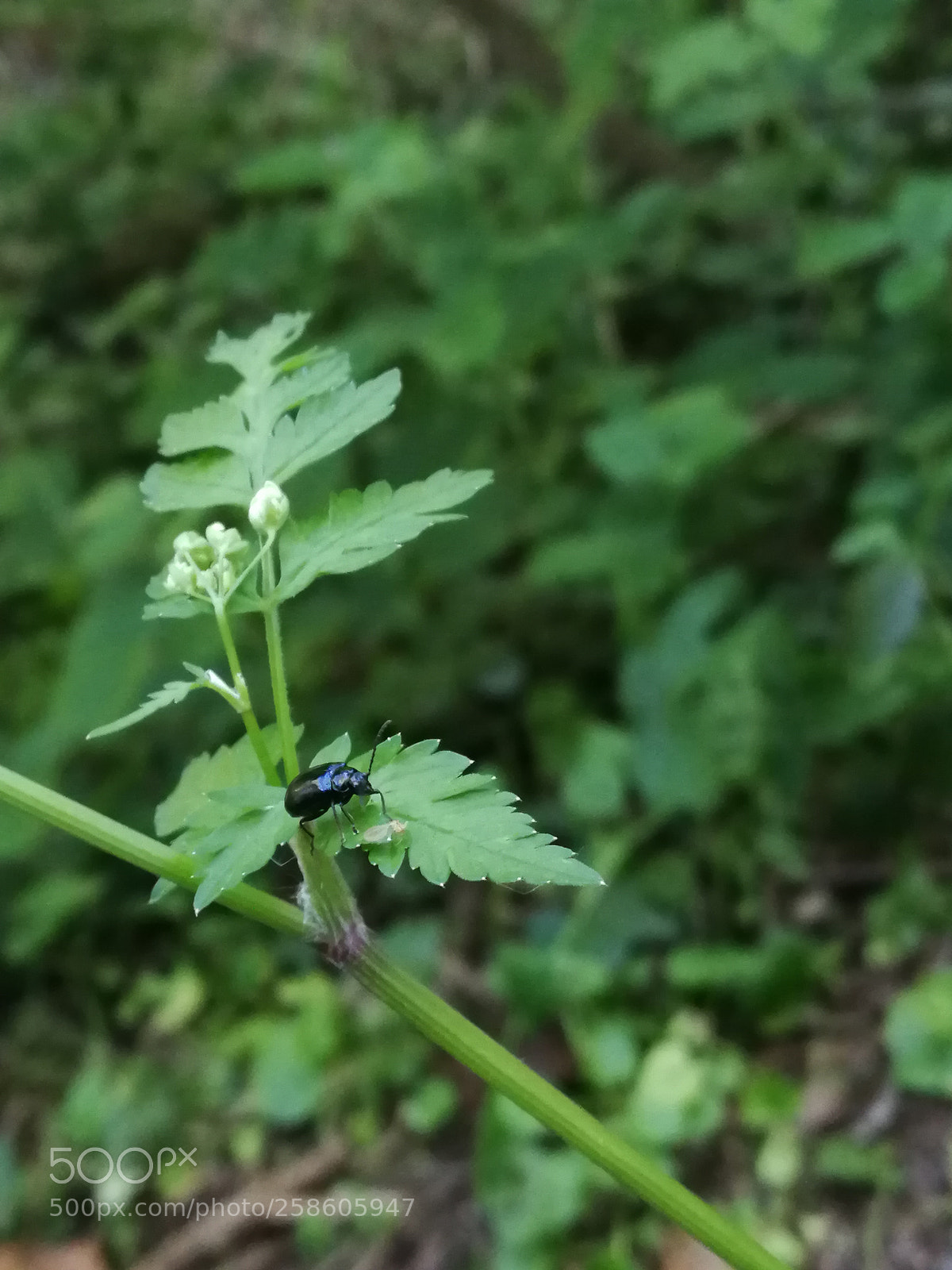 HUAWEI P10 sample photo. Untitled photography