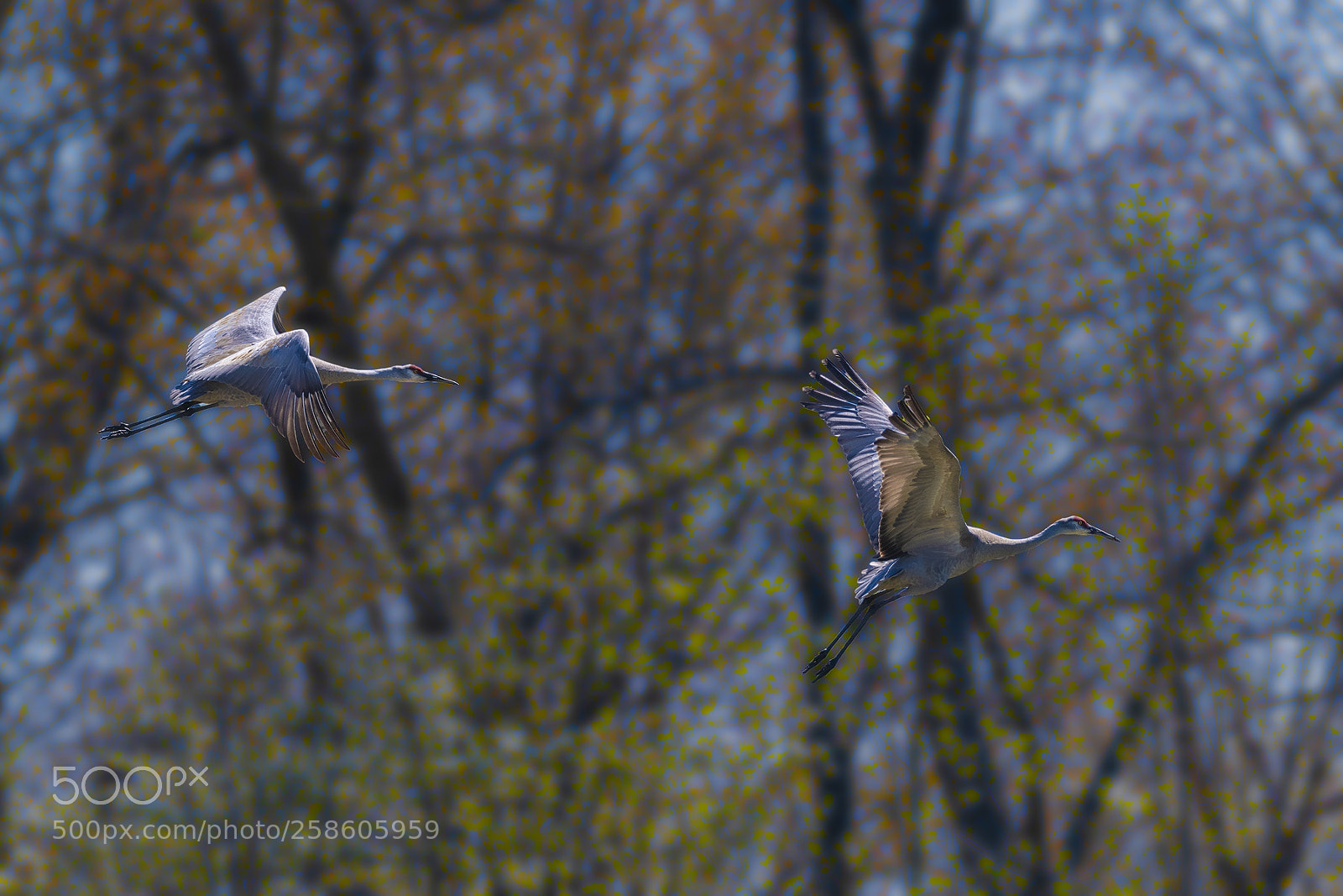 Nikon D850 sample photo. Sandhill cranes photography