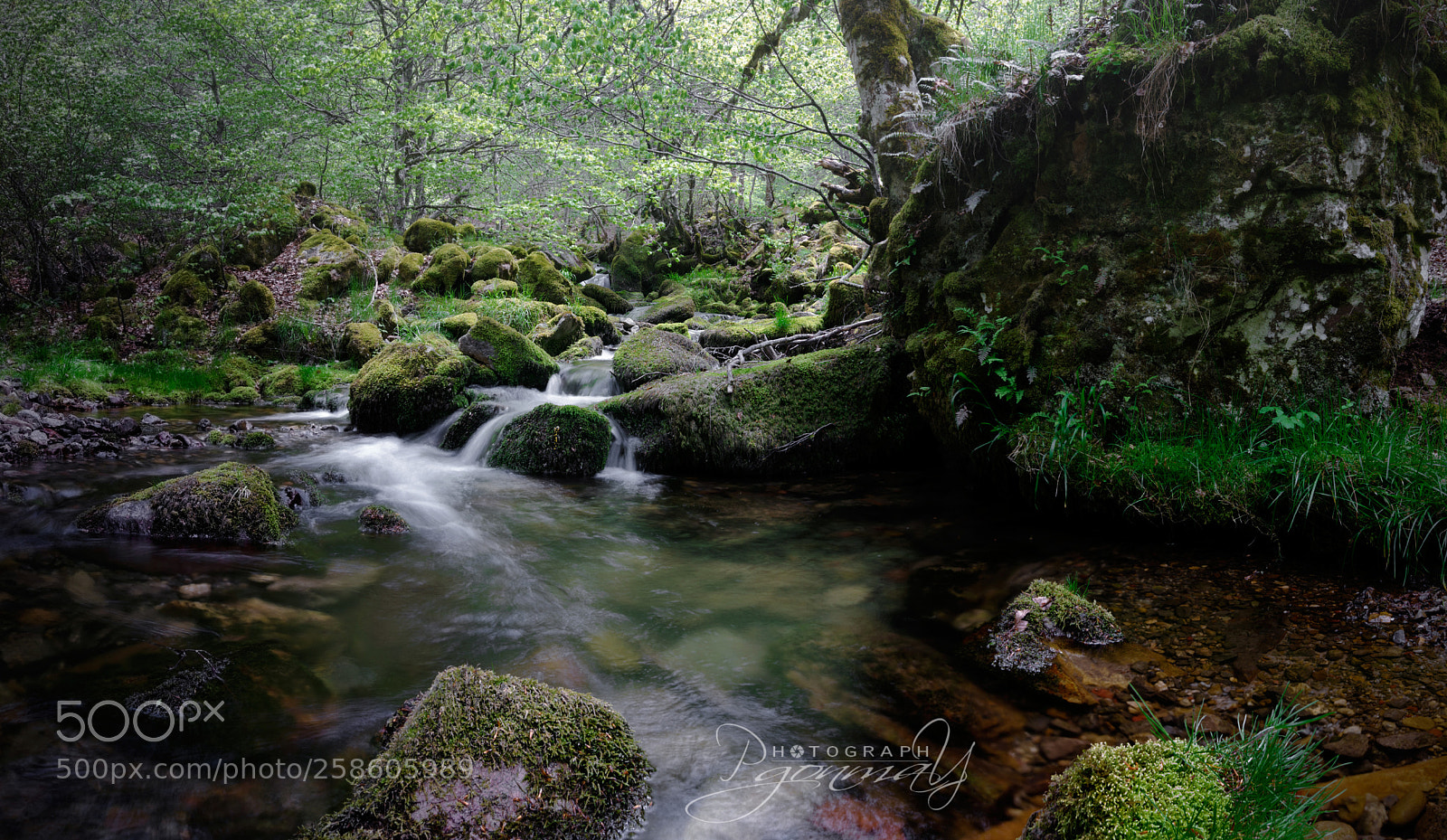 Nikon D7000 sample photo. Beech forest photography