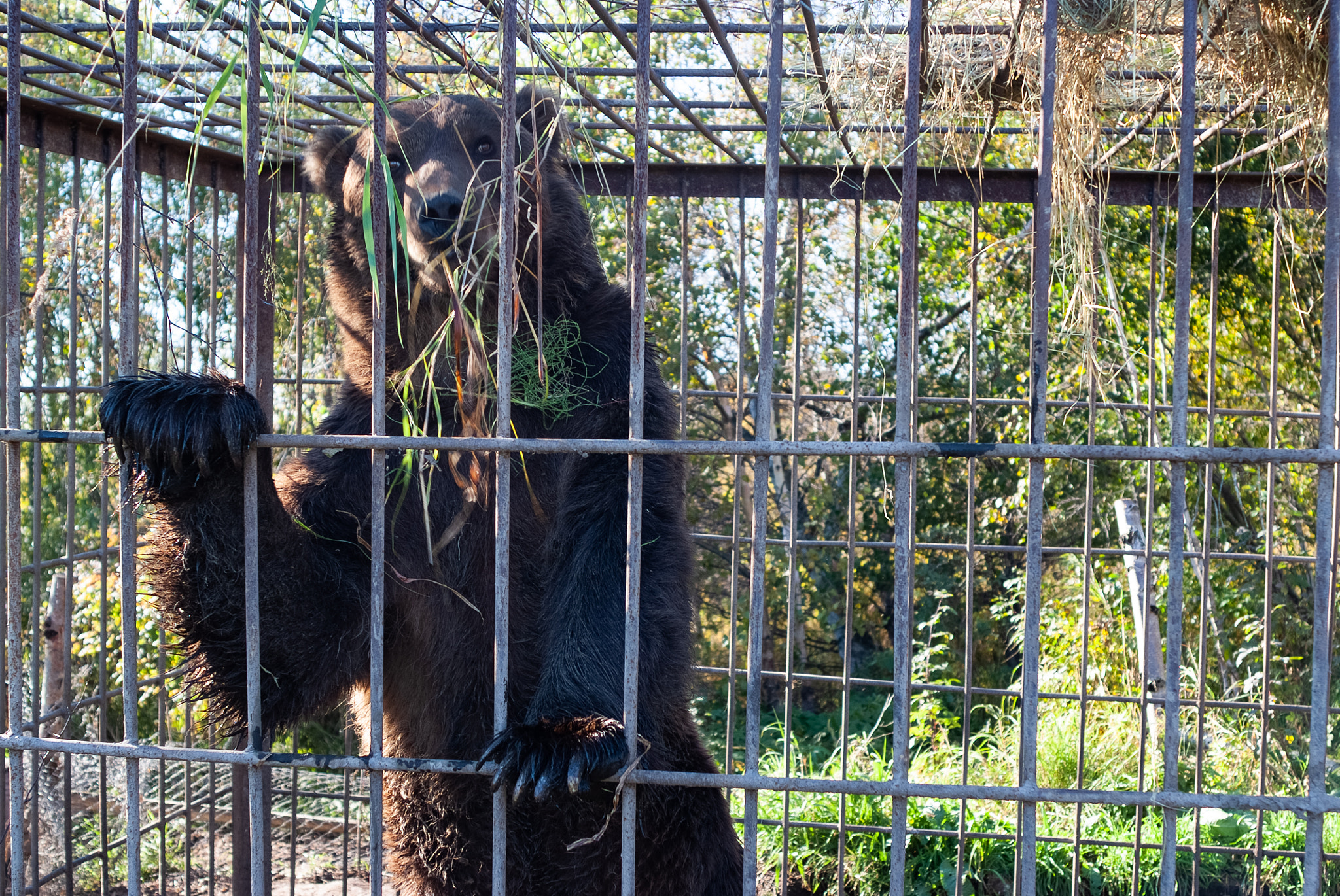 Fujifilm FinePix S5 Pro sample photo. Kamchatka brown bear photography