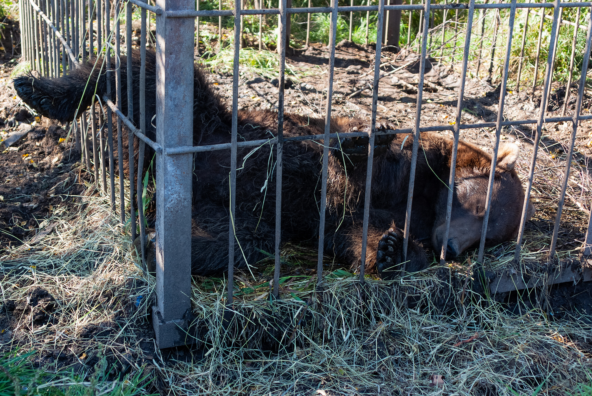 Fujifilm FinePix S5 Pro sample photo. Kamchatka brown bear photography