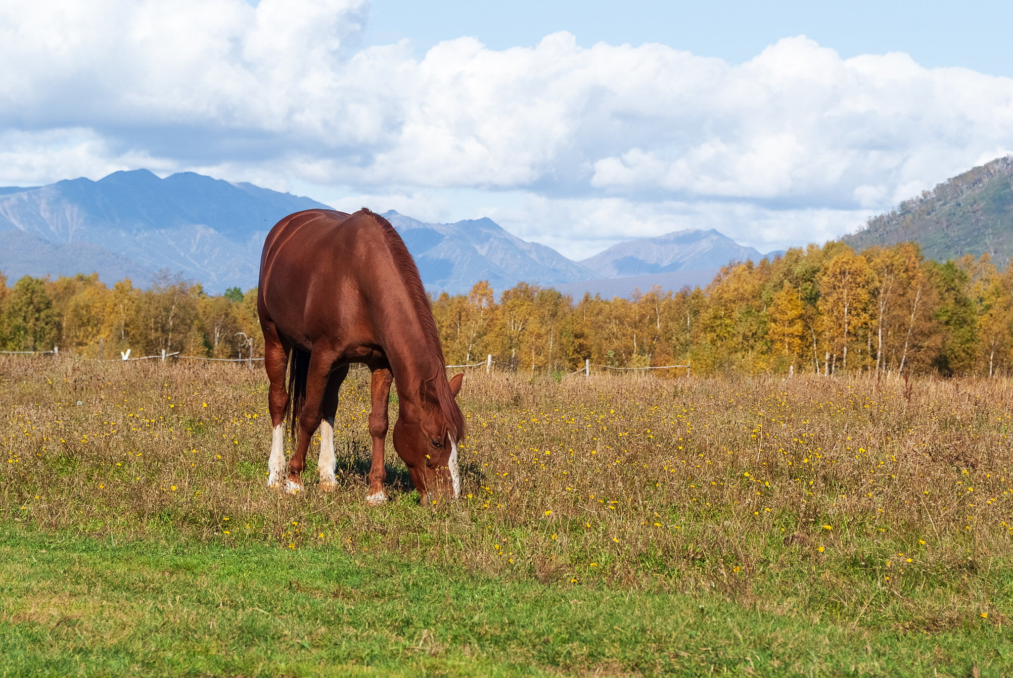 Fujifilm FinePix S5 Pro sample photo. Horse. kamchatka photography