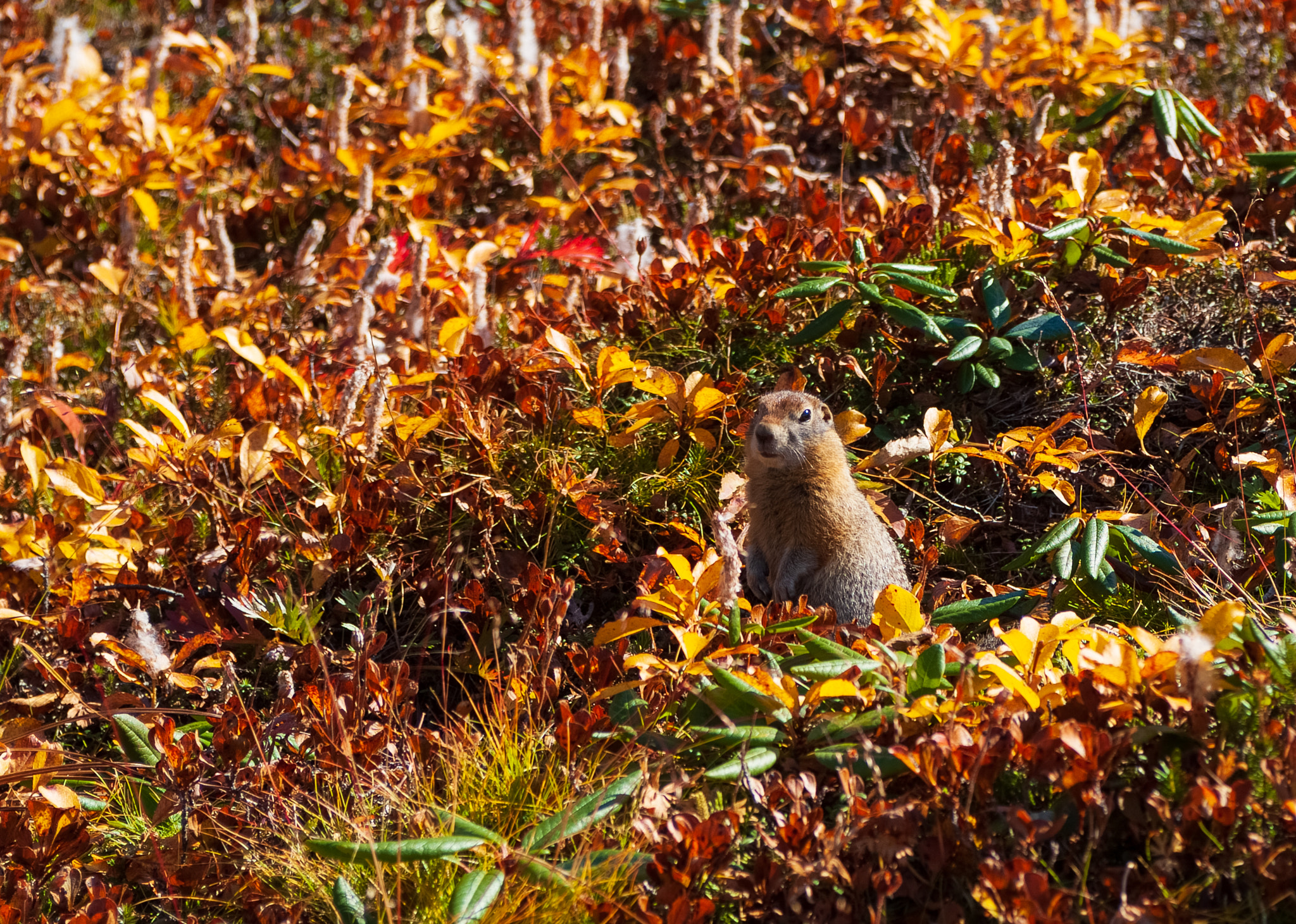 Fujifilm FinePix S5 Pro sample photo. Arctic ground squirrel photography