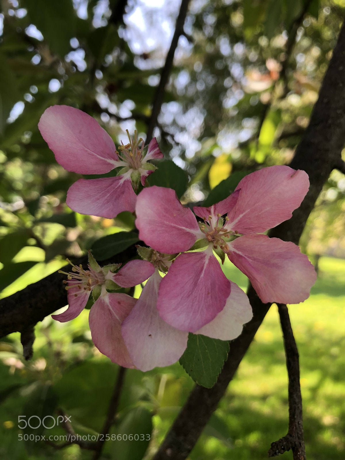 Apple iPhone 8 Plus sample photo. Untitled photography