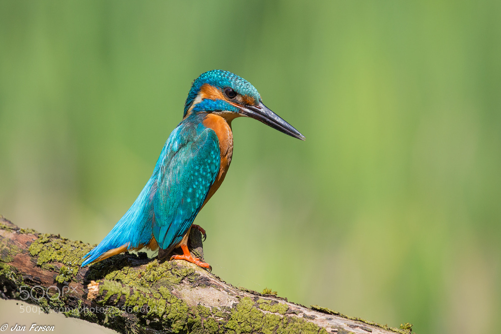 Canon EOS 6D sample photo. His most beautiful colors photography