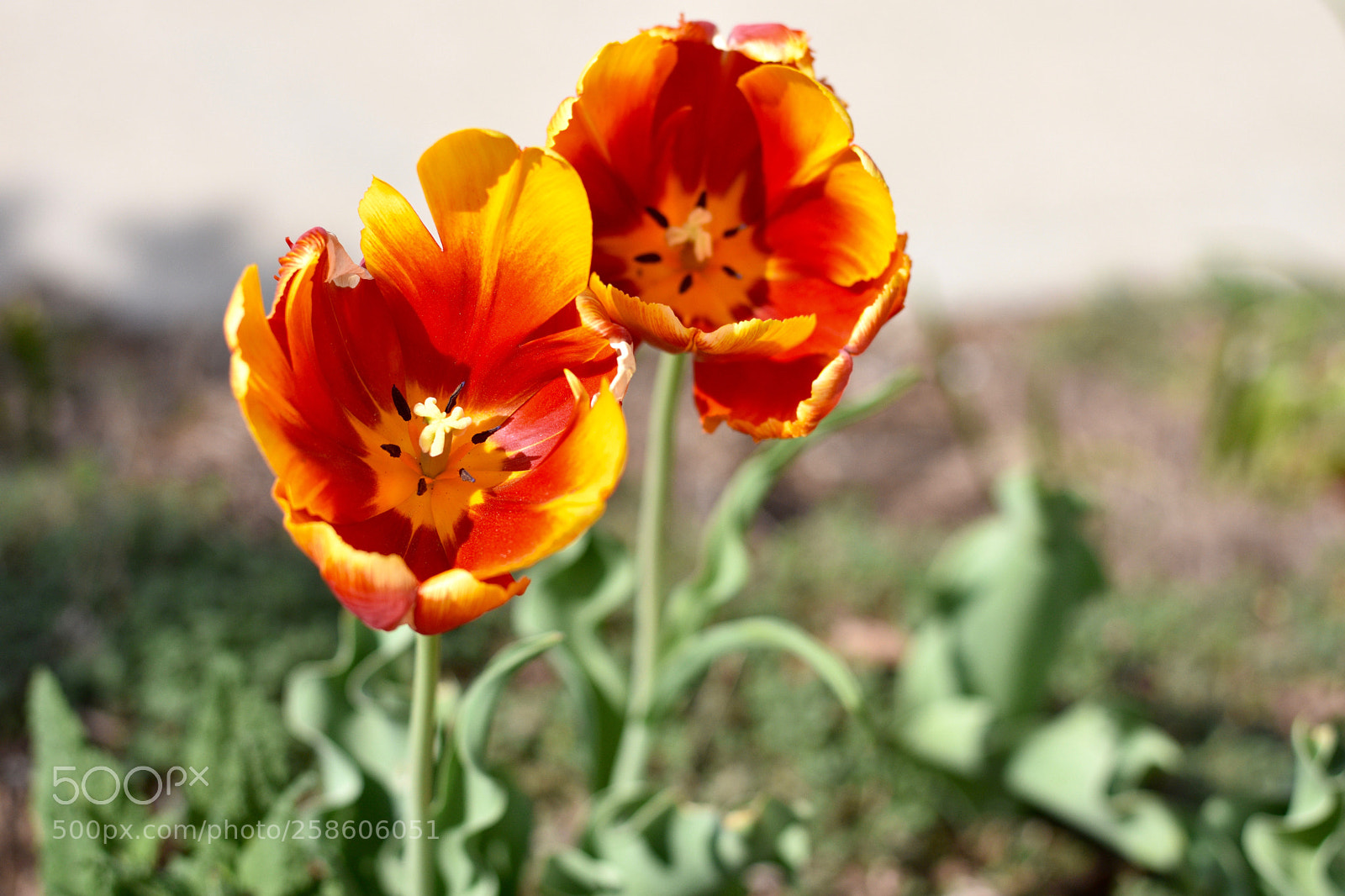 Nikon D3400 sample photo. Fire flowers photography
