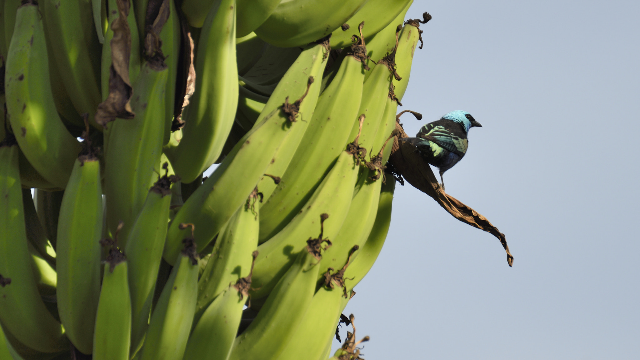 Nikon D810 sample photo. The guardian. colombia photography