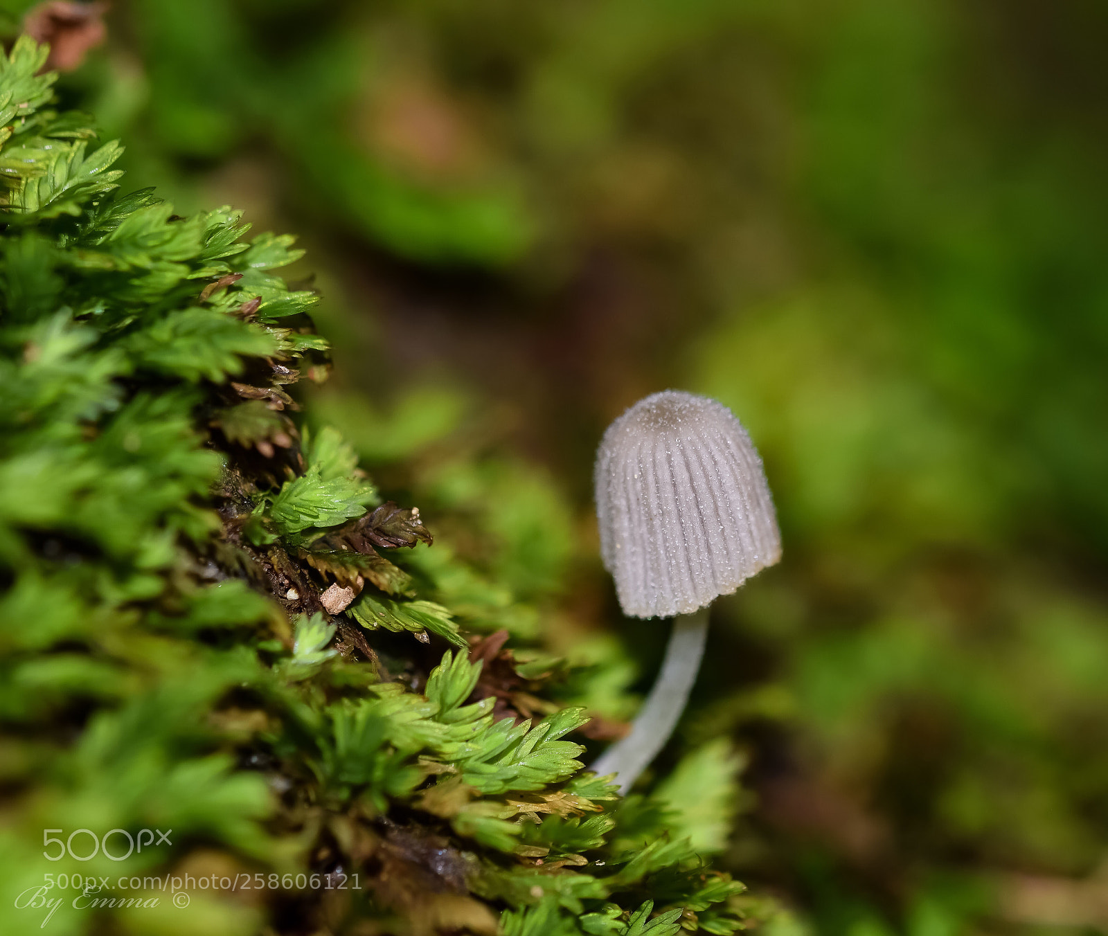 Nikon D3300 sample photo. Untitled photography
