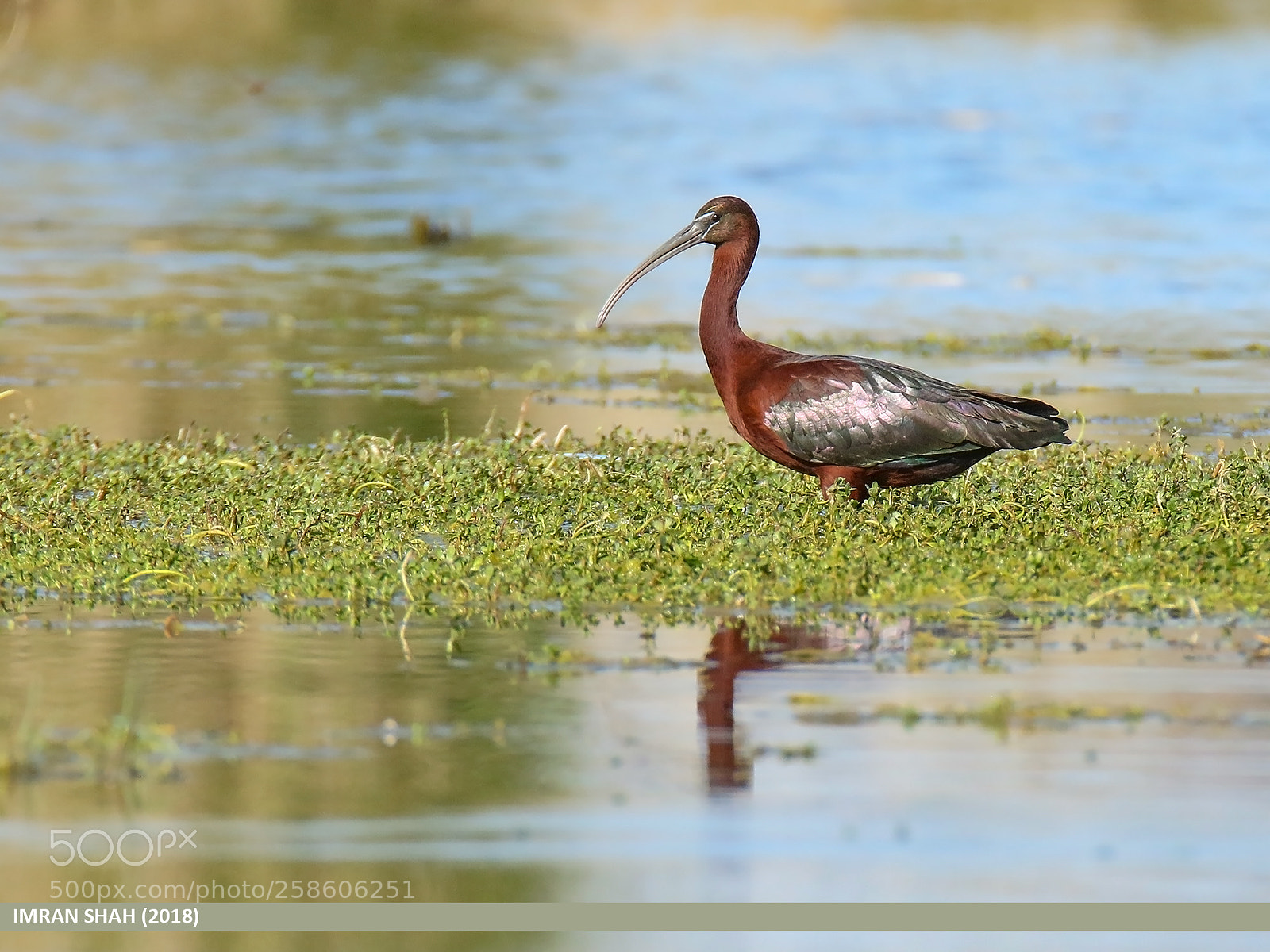 Canon EOS 7D Mark II sample photo. Glossy ibis (plegadis falcinellus) photography