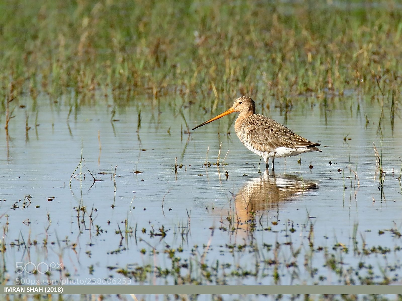 Canon EOS 7D Mark II sample photo. Black-tailed godwit (limosa limosa) photography